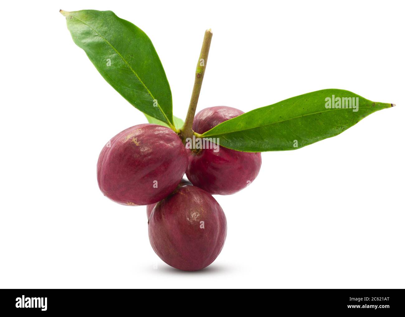 Phaleria macrocarpa fruit or God`s crown fruit isolated on white background Stock Photo